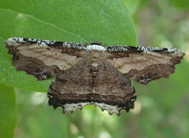 Sinuous Lytrosis